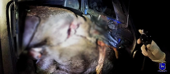 Охотники причинили крупный ущерб природным ресурсам | Источник: ГУ МВД России по Самарской области