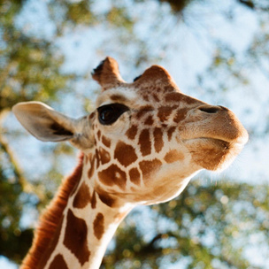 Тест: насколько вы любопытный? Выберите одного из 4 жирафов