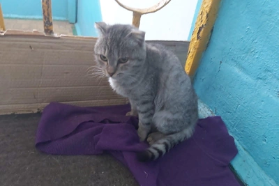 В Башкирии ищут дом для ласковой кошки из посёлка Прибельский