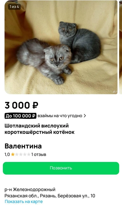 Вот тоже шотландские вислоухие коты, но в 1000 раз дешевле, чем наш первый  | Источник: сайт бесплатных объявлений