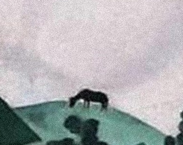Легка на подъем: 8 интересных деталей картины «Прогулка» Марка Шагала