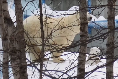Белый медвежонок гуляет с мамой в Новосибирском зоопарке