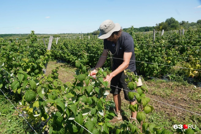 Сергей Пронин подвязывает малину | Источник: Алексей Ногинский / 63.RU