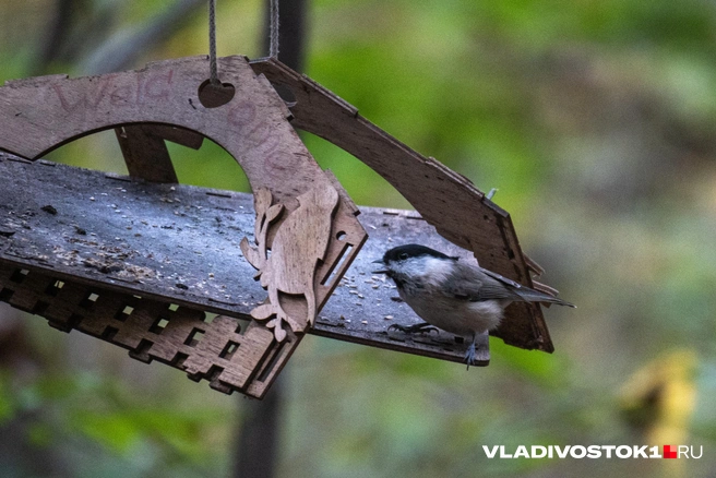 Источник: Елена Буйвол / VLADIVOSTOK1.RU