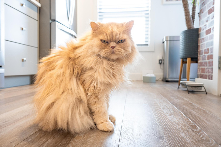 Усатый обжора: почему опасно перекармливать кота — объясняет ветеринар Свенсон