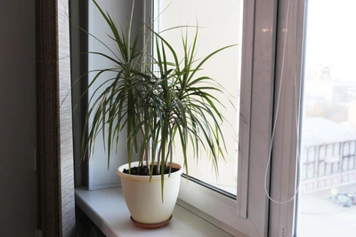 Три растения, притягивающих удачу в дом