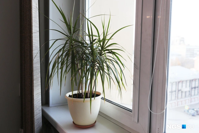 Если драцена перерастает и становится непривлекательной, можно ее обрезать | Источник: Андрей Бортко / NGS.RU