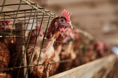 Русско-Высоцкая птицефабрика закрыта из-за миллиардных долгов