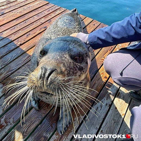 Источник: Елена Буйвол / VLADIVOSTOK1.RU