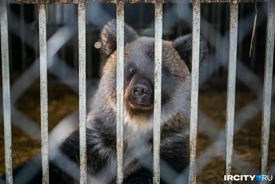 Irkutsk Zoo Gallery Shows How Bear Rescued in 2023 Has Grown