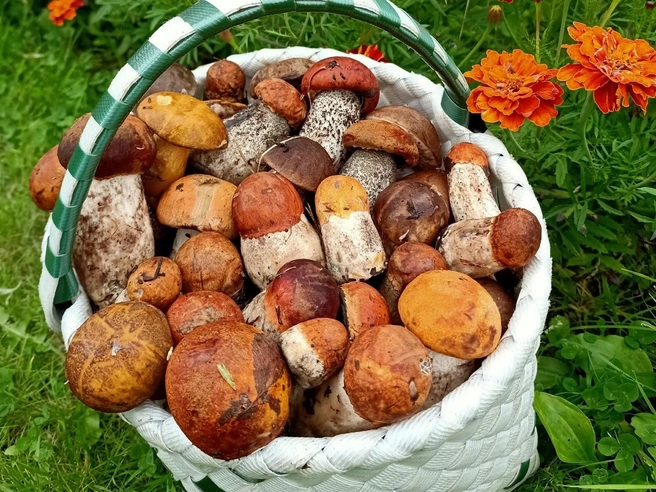 Чтобы грибы пошли в рост — нужны регулярные дожди | Источник: Светлана Звонарева