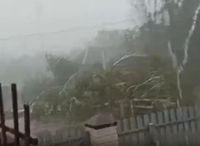 В Скопинском районе сняли на видео падение березы во время урагана | ya62.ru
