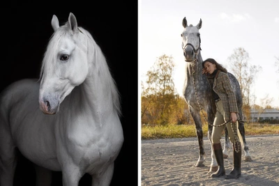 Safety First: How Horse Photoshoots are Conducted in Kurgan