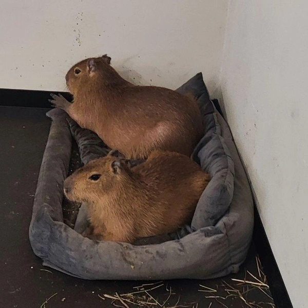 Источник: Северо-Западное межрегиональное управление Федеральной службы по ветеринарному и фитосанитарному надзору