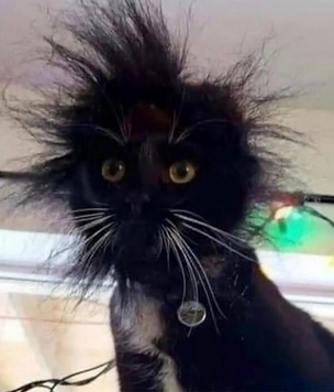 Смешные коты, которые решили, что снимаются в комедии