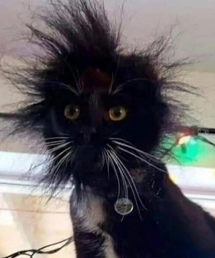 Смешные коты, которые решили, что снимаются в комедии