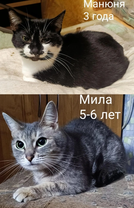 Источник: «Помощь бездомным животным г. Полярные Зори!» / Vk.com
