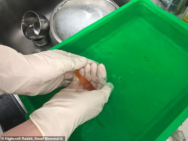 Британские хирурги удалили опухоль золотой рыбке весом один грамм