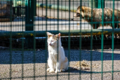 Чумка может убить кошку за сутки, предупреждает эксперт из Уфы