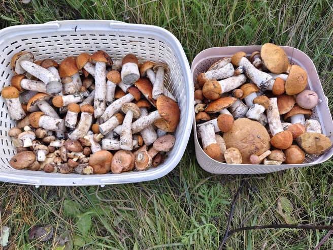 Источник: Елена Викторовна / «Грибы и грибники Екатеринбурга и Свердловской области» / Vk.com