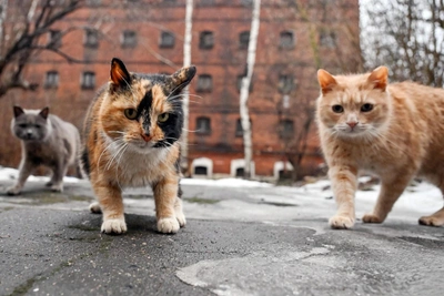 Петербуржцы голосуют за логотип для пространства «Кресты»