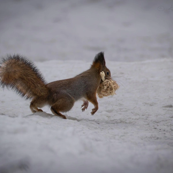 Источник: Антон Кубышкин / «Грибы и Грибники СПб»