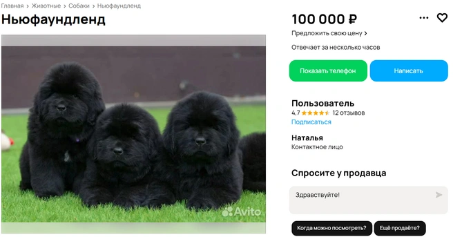 Ньюфаундленд хорошо плавают и ныряют | Источник: Avito.ru