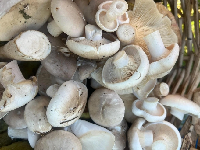 Уже сейчас в лесах можно найти первые говорушки и рядовки | Источник: Валентина Исправникова / Грибы в Подмосковье 2025 / VK.com