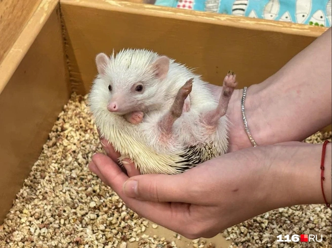 Любимец многих гостей — еж по имени Соник | Источник: Регина Алтынбаева/ 116 RU