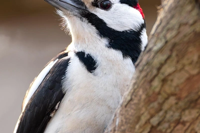 Дятел в Удельном парке перешёл на кормушку для птиц