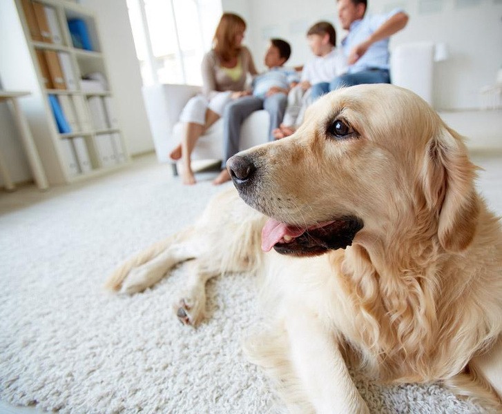 Собачий взгляд: 5 генетических мутаций, благодаря которым собаки стали лучшими друзьями человека