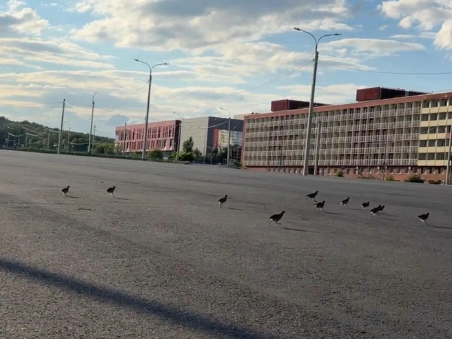 Куропатки облюбовали парковку у стадиона «Волгоград Арена» | Источник: Сергей Островский / vk.ru