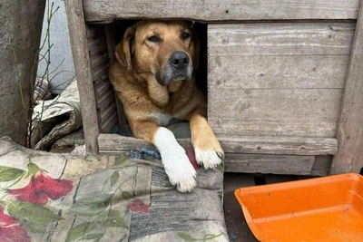 Dead Cats on Sofas: Latest on Rostov Animal Shelter Tragedy