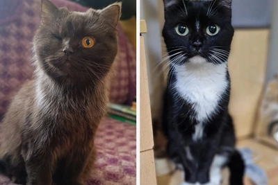 Три кошки из омских приютов ищут любящую семью