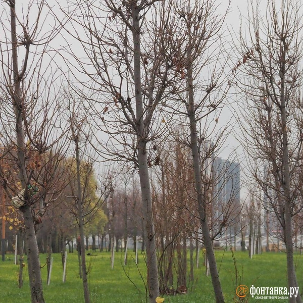 Источник: Михаил Огнев / «Фонтанка.ру»