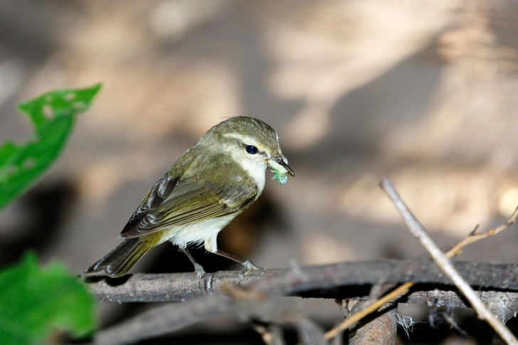 Зеленая пеночка (Phylloscopus trochiloides) | Источник: Vasiliy Vishnevskiy / Alamy via Legion Media