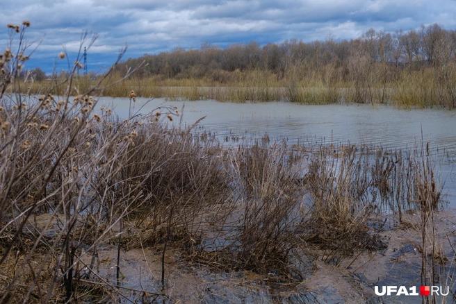 Вода пресная, дно илистое | Источник: Булат Салихов / UFA1.RU