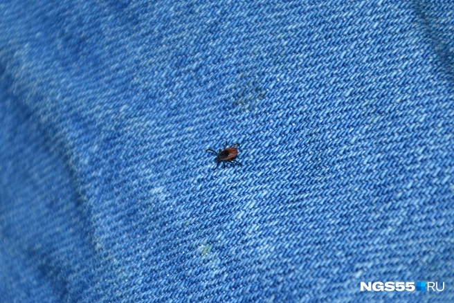 Клещи переносят опасные инфекции | Источник: Антон Малахевич