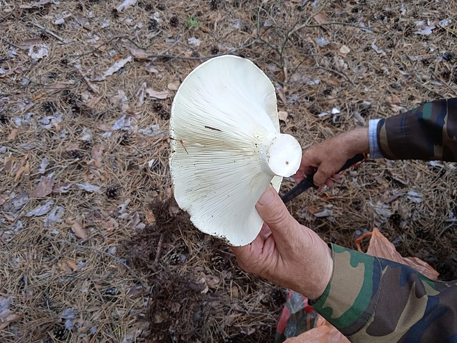 Вот такие белянки собирают в Ульяновской области | Источник: Дмитрий Сильнов / 173.RU