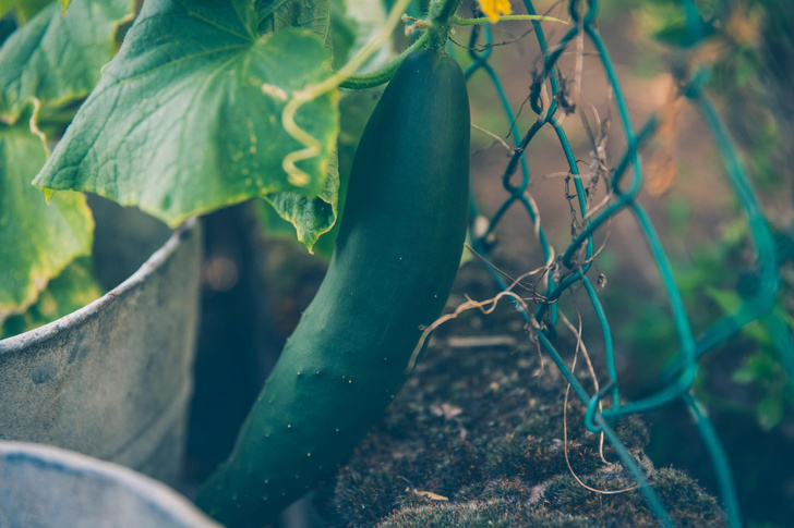 Как часто нужно поливать огурцы и чем их подкормить: инструкция от агронома