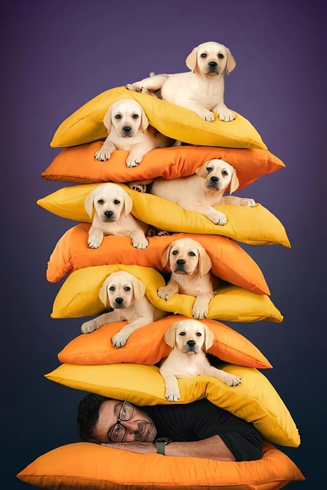 Источник: Mattia Gorno / Pet Photography Awards — 2024