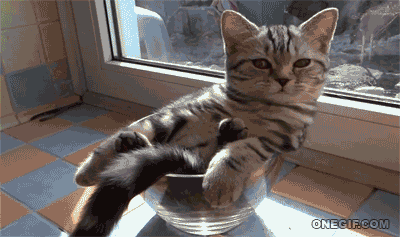 Источник: giphy.com