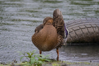 Снеговая Падь: жители защищают пруд с краснокнижными утками