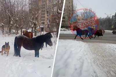 В Закамске три лошади и овчарка устроили пробежку по улицам