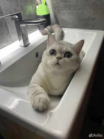 Фото котов тоже можно покупать | Источник: Avito.ru