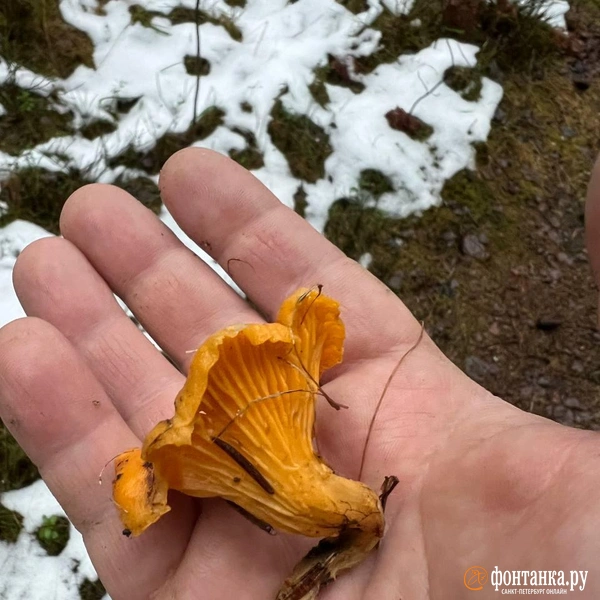 Источник: читатель «Фонтанки» Илья 