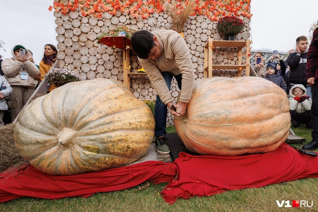 На всякий случай работники парка принесли и пилу, но Юрий Яковлев предпочел нож | Источник: Алексей Волхонский / V1.RU