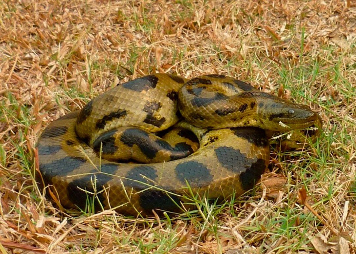 Царица анаконд: посмотрите на самую большую змею этого вида