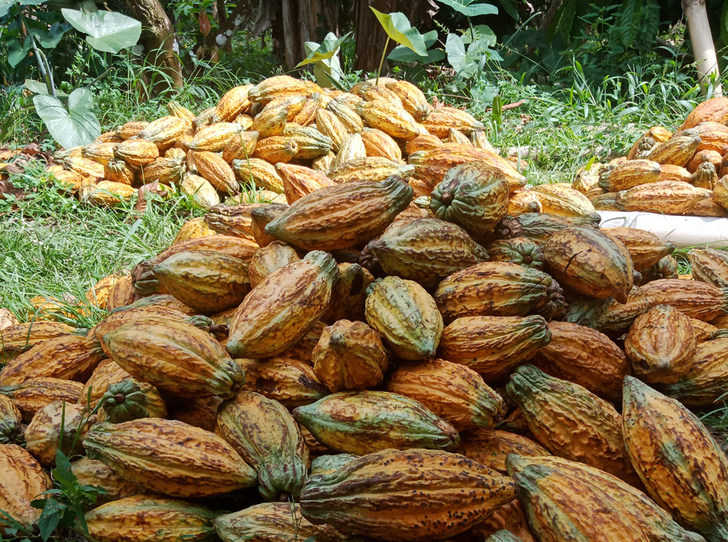 Фото №1 - Что такое CocoaLife, или Почему важно знать, как на самом деле выращивается какао