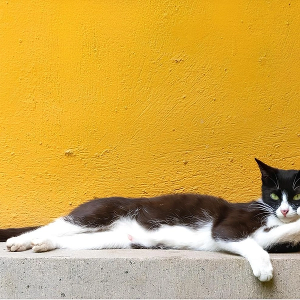 В июле мы собрали дюжину фотографий котиков, которые не попали в финал юмористического конкурса Comedy Pet Photography Awards | Источник: Du Fu / Comedy Pet Photography Awards